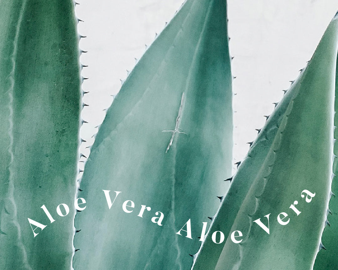 Aloe Vera: una planta medicinal con poderes únicos