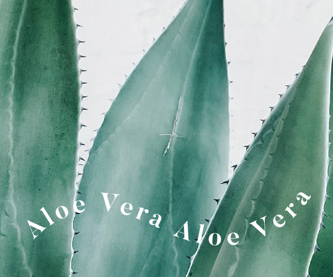 Aloe Vera: una planta medicinal con poderes únicos